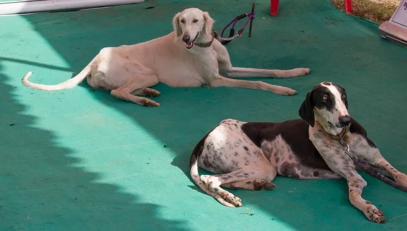 Two Indian dog breeds resting during their first heli-borne commando training session on a green floor.