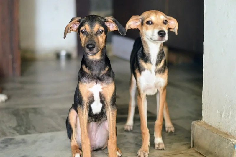 Two Indian Pariah dogs with tan and black fur standing indoors on a marble floor near a wall and door.