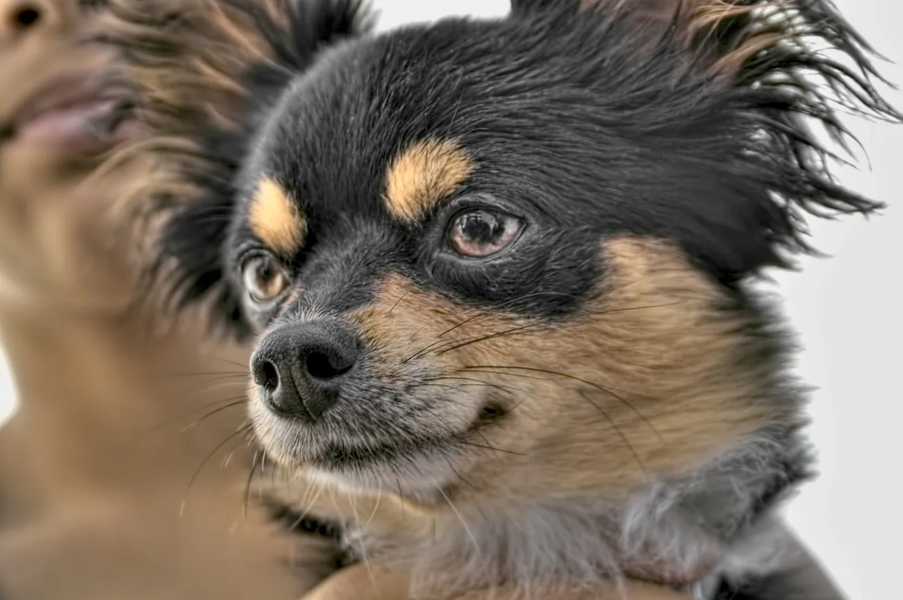 Close-up of an Affenhuahua dog with black and tan fur and expressive eyes against a neutral background.