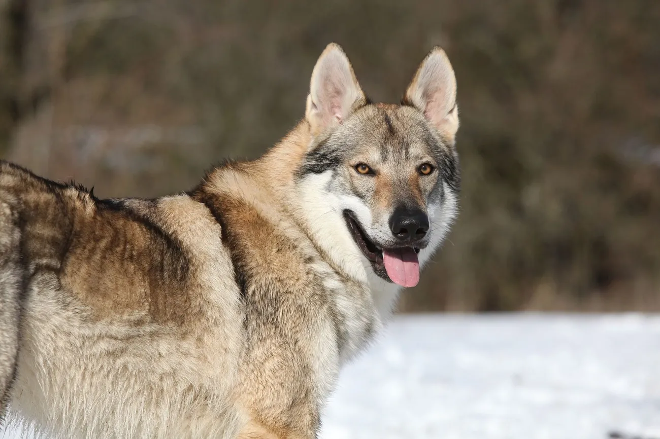 Czechoslovakian Wolfdog standing in the snow with a thick coat and alert expression, tongue out and ears upright.