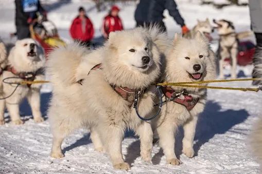 Two Samoyed sled dogs harnessed and ready to pull a sled on a snowy trail with people in the background.