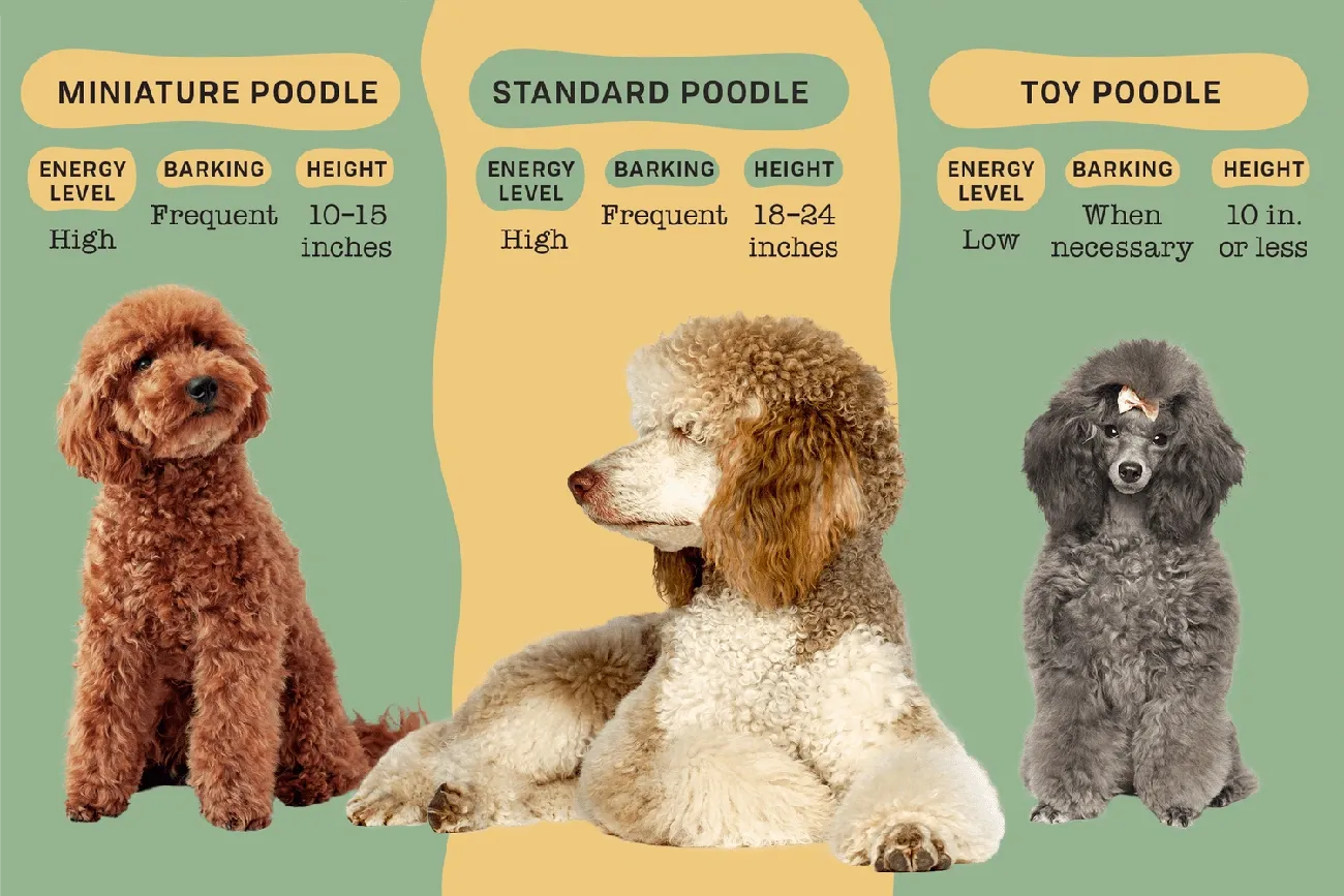 Comparison of Miniature, Standard, and Toy Poodles highlighting energy, barking, and height differences with images of each type.