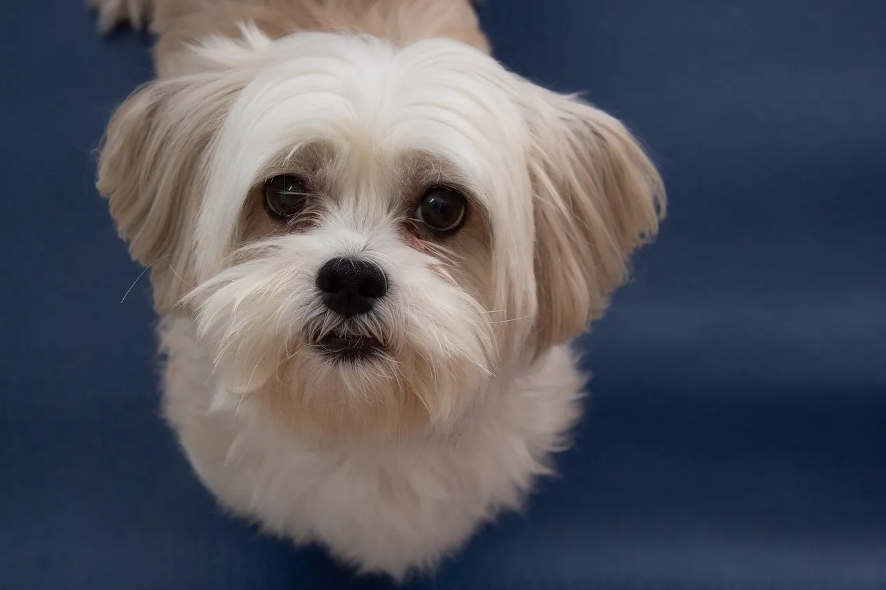 Fluffy cream-colored Lhasa Apso puppy sitting on a dark blue background facing forward.