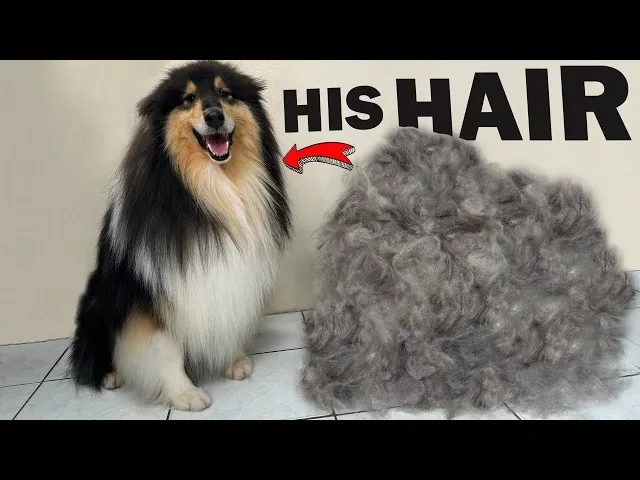 A happy Rough Collie sits next to a large pile of removed undercoat fur from grooming and deshedding.
