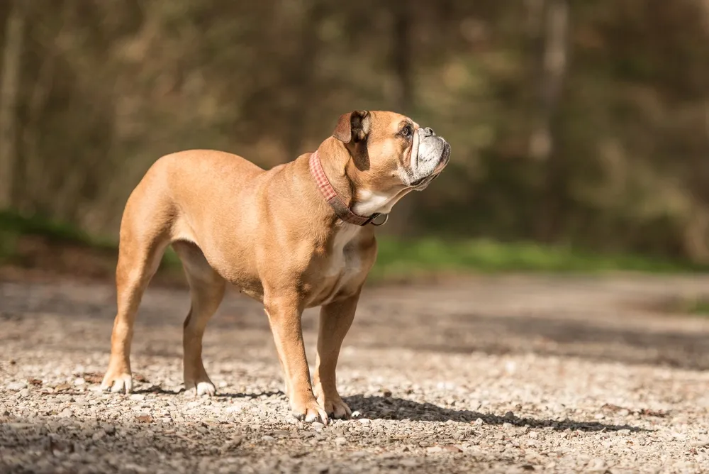 Continental Bulldog with fawn coat and white markings standing on a gravel path in a natural outdoor setting.