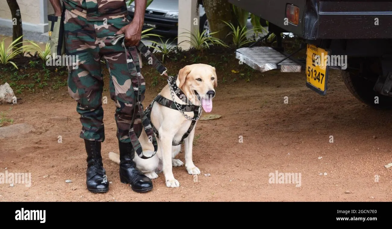 Labrador retriever wearing a harness sits next to a soldier in camouflage uniform and black boots on dirt ground.