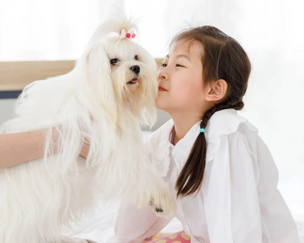 A white Maltese dog with a pink hair tie is held close to a girl wearing a white blouse with braided hair.