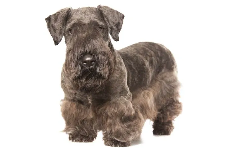 Cesky Terrier dog with a long, wavy gray coat standing against a white background.
