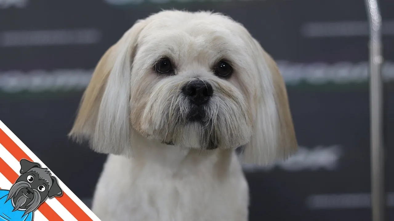 Close-up of a well-groomed white Lhasa Apso dog with a neatly trimmed coat and expressive eyes.
