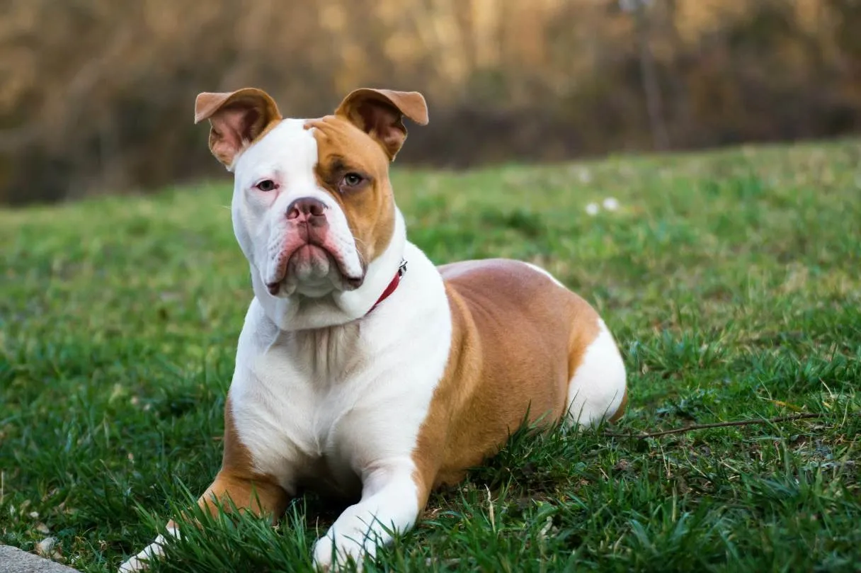 American Bulldog with white and brown coat lying on grass in an outdoor setting with blurred background.