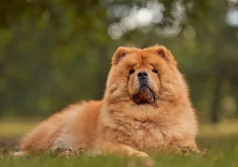 Fluffy reddish-brown Chow Chow dog lying on grass with a blurred natural background.