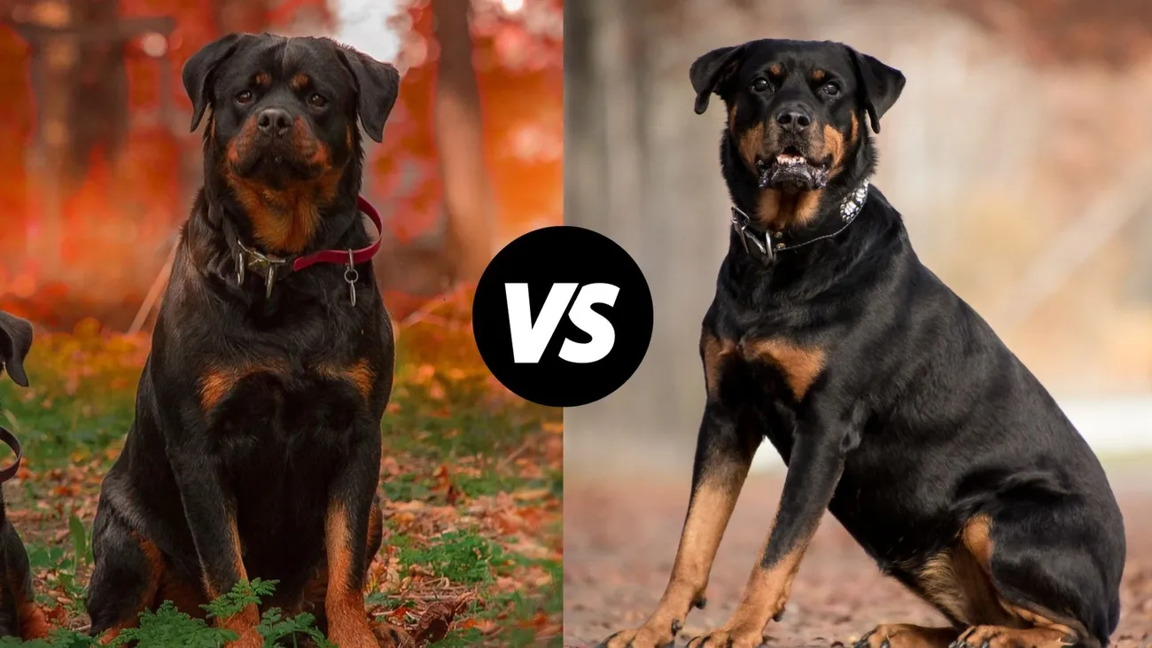 Side-by-side comparison of a German Rottweiler and an American Rottweiler sitting outdoors with autumn foliage.