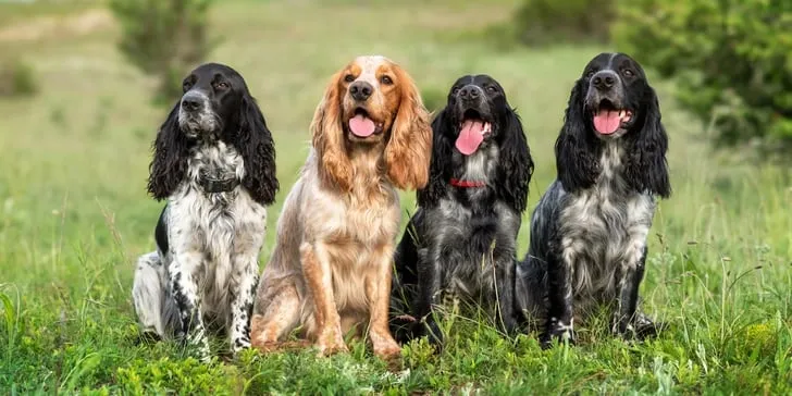 Four Cocker Spaniels of different coat colors sitting on grass with tongues out in a natural outdoor setting.