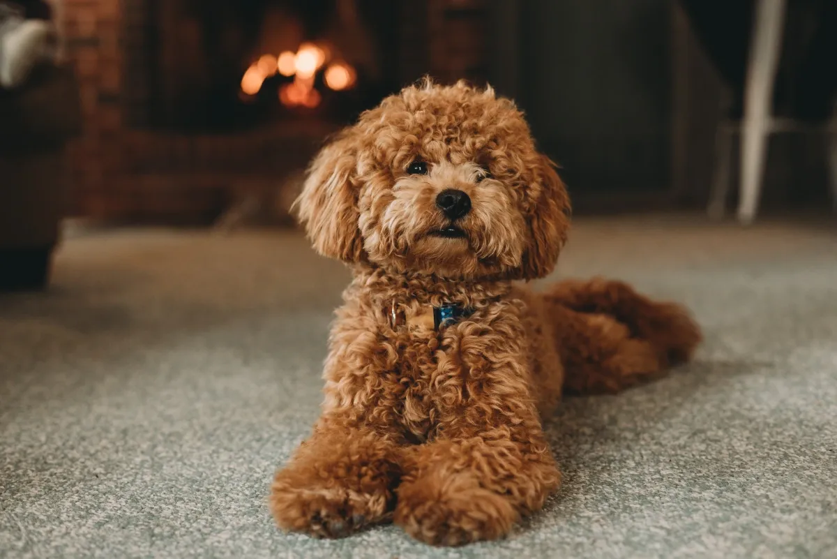 Curly-haired brown poodle mix dog lying on carpet with a fireplace in the background indoors.