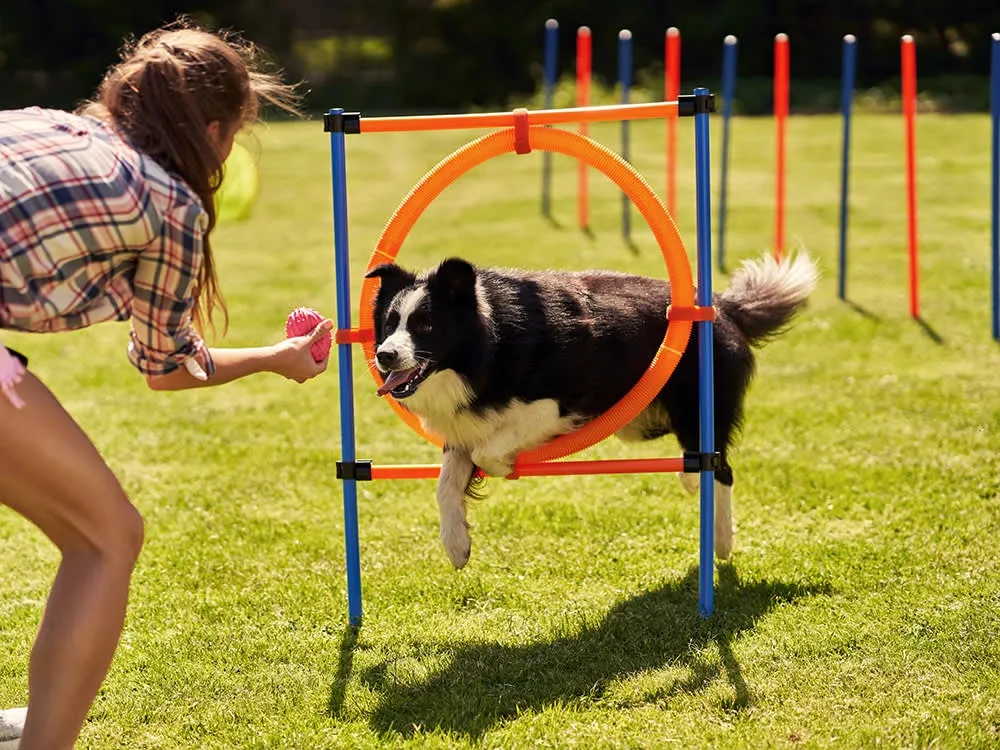 A woman encourages a black and white dog to jump through an agility hoop in a sunny outdoor training course.