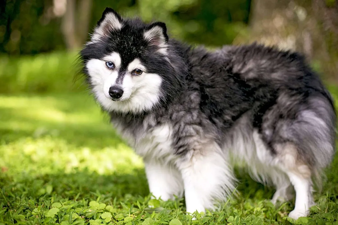 Alaskan Klee Kai Dog Breed Information and Characteristics