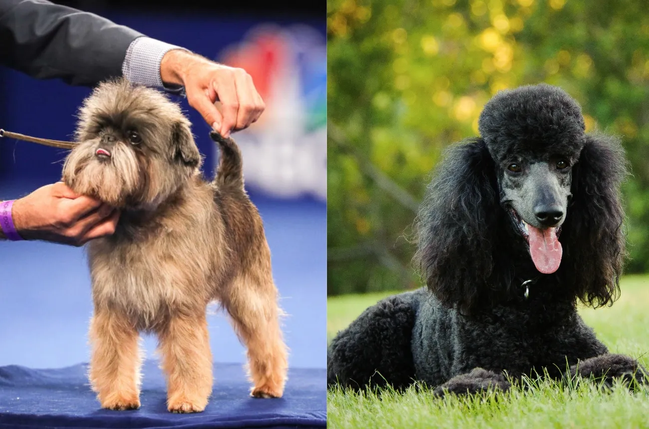 A small Affenpoo dog with a fluffy coat stands on a blue surface while being handled at a dog show.