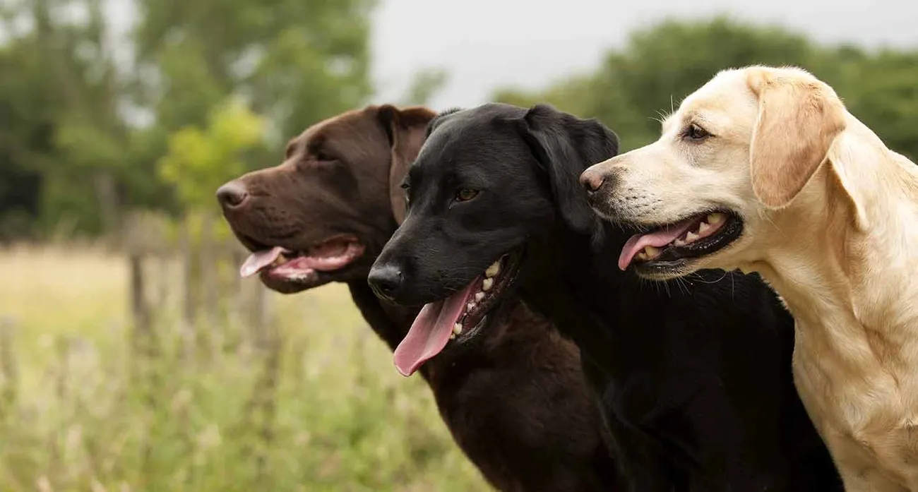 Three Labrador Retrievers in chocolate, black, and yellow colors standing side by side outdoors with tongues out.