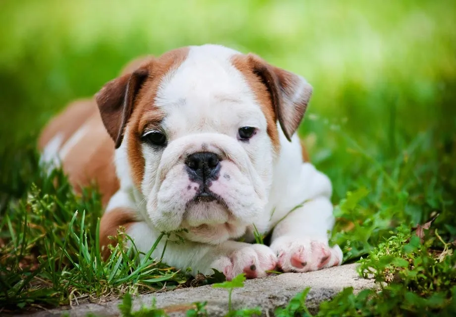 A brown and white bulldog puppy lying on grass outdoors.