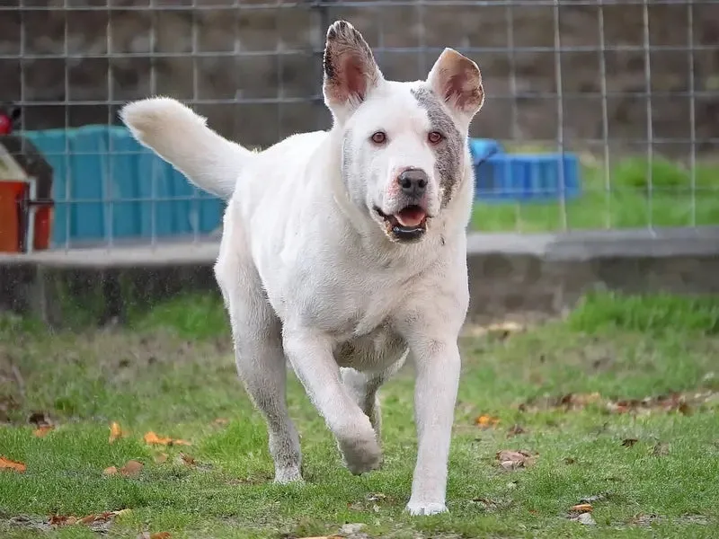 A white Bully Kutta dog with a gray patch on its face walking on grass near a fenced area.