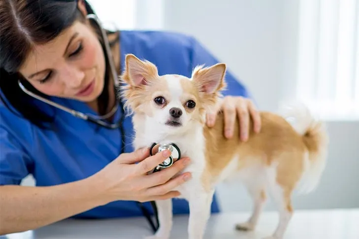 Veterinarian in blue scrubs uses a stethoscope to examine a small tan and white dog on an exam table.