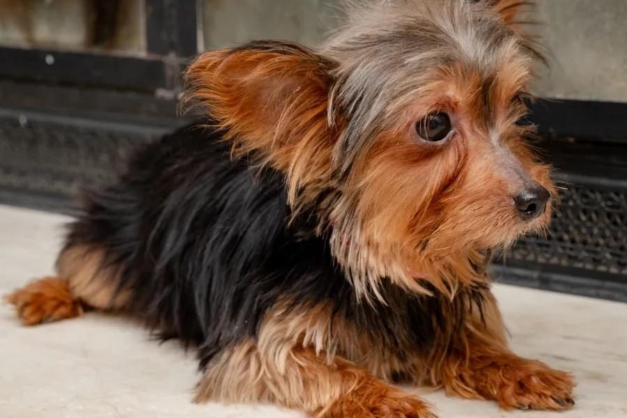 A small Yorkshire Terrier with black and tan fur lying on a tiled floor indoors near a fireplace.