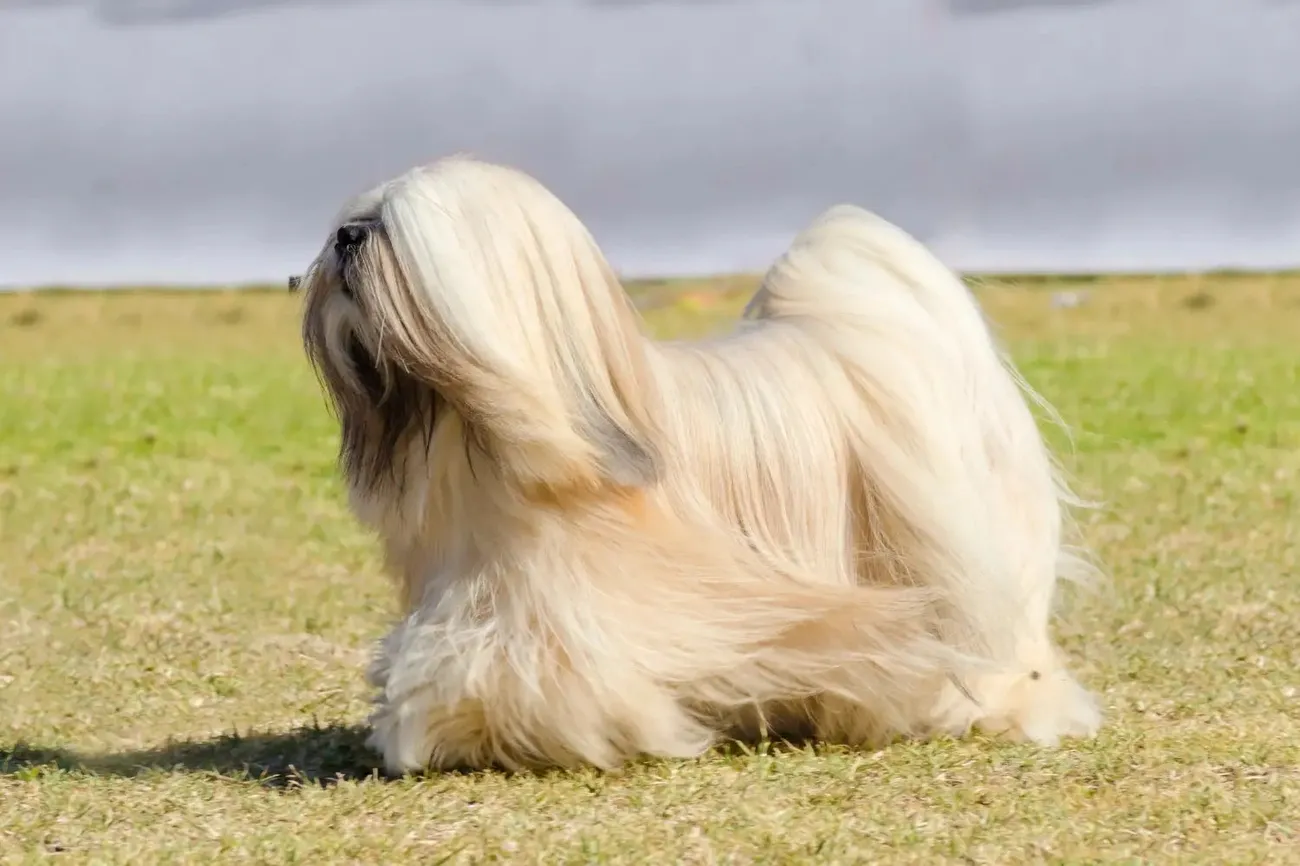 Lhasa Apso dog with long cream-colored fur standing on grass in an outdoor setting.