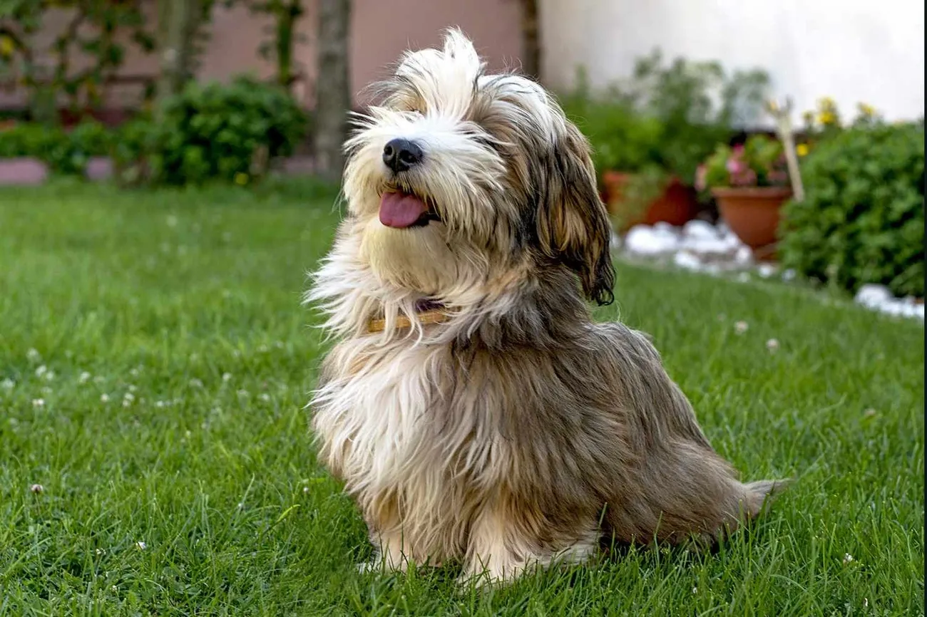 Fluffy Havanese dog sitting on green grass with tongue out in a garden setting with plants in the background.