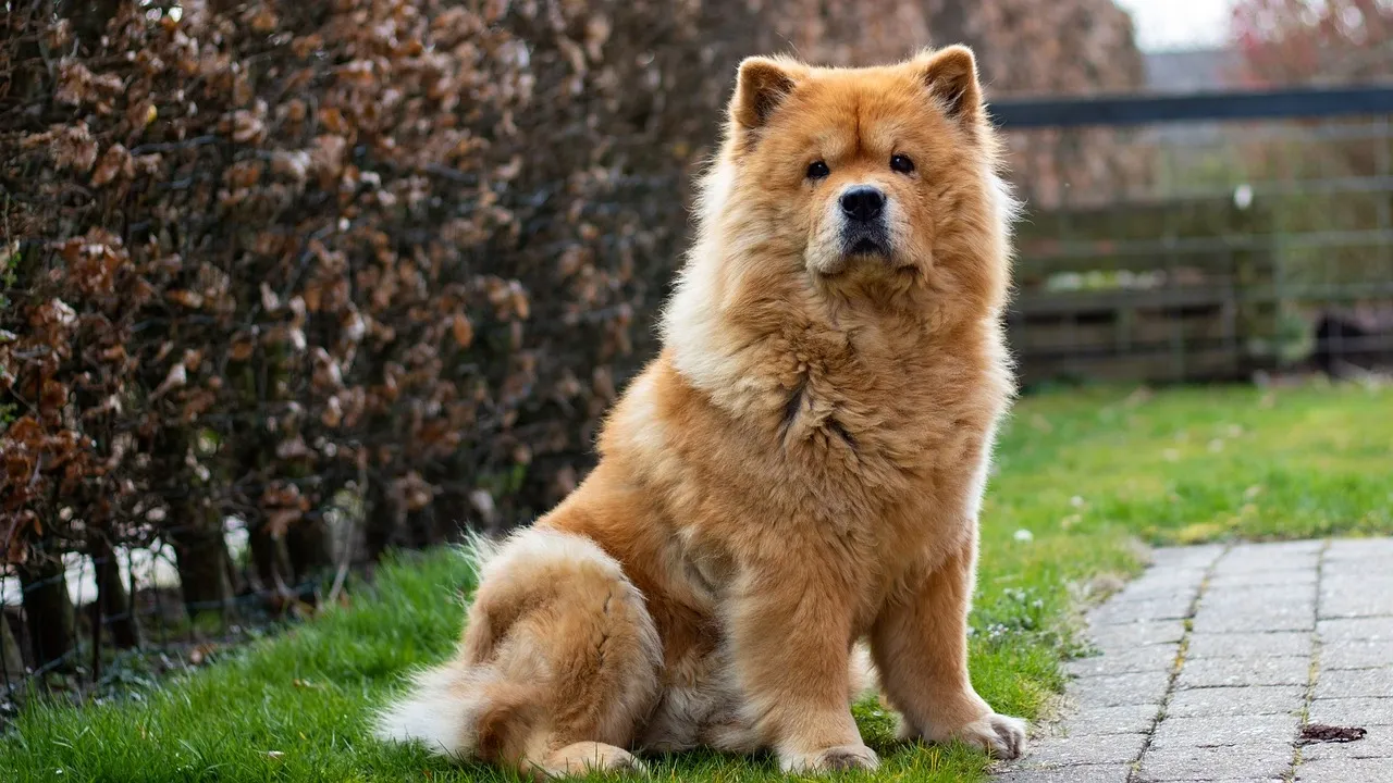 Fluffy Chow Chow puppy sitting on grass next to a paved path with a blurred hedge background.