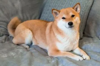 Relaxed Shiba Inu dog lying on a gray blanket, illustrating grooming tips from iHeartDogs.com
