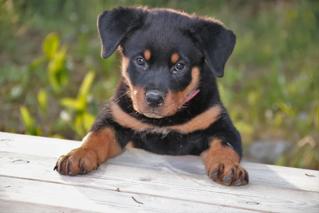 Close-up of a young Rottweiler puppy resting paws on a wooden surface with a blurred green background.