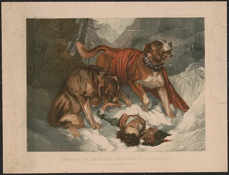 Two St. Bernard dogs rescuing an unconscious traveler buried in snow in a mountainous landscape.
