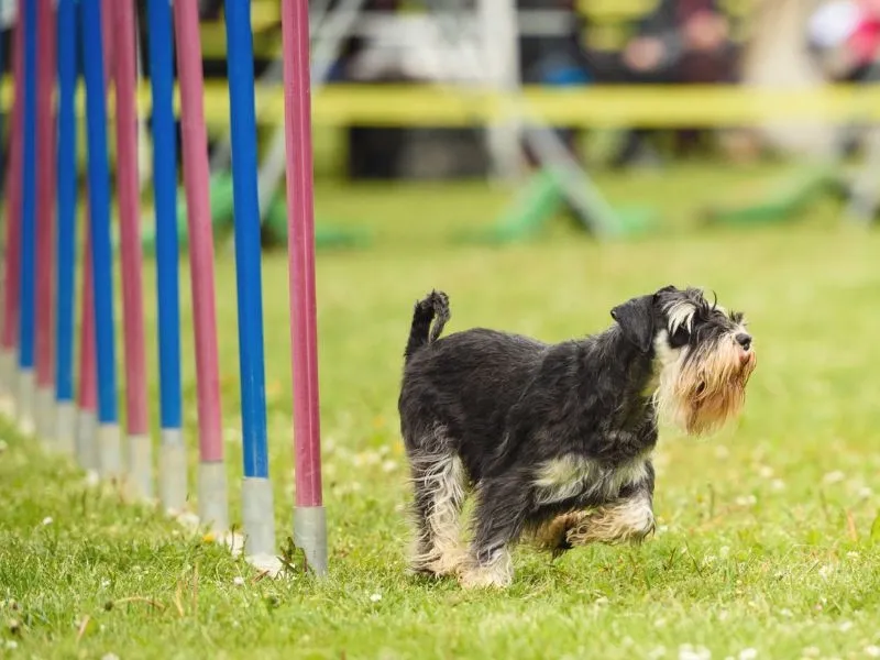 Miniature Schnauzer navigating agility poles on a grassy field during a dog agility competition.
