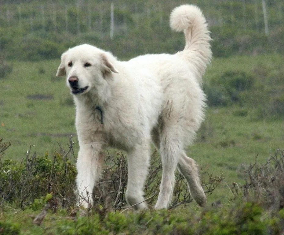 A large white Bakharwal dog walking on grassy terrain during K9 training in a natural outdoor setting.