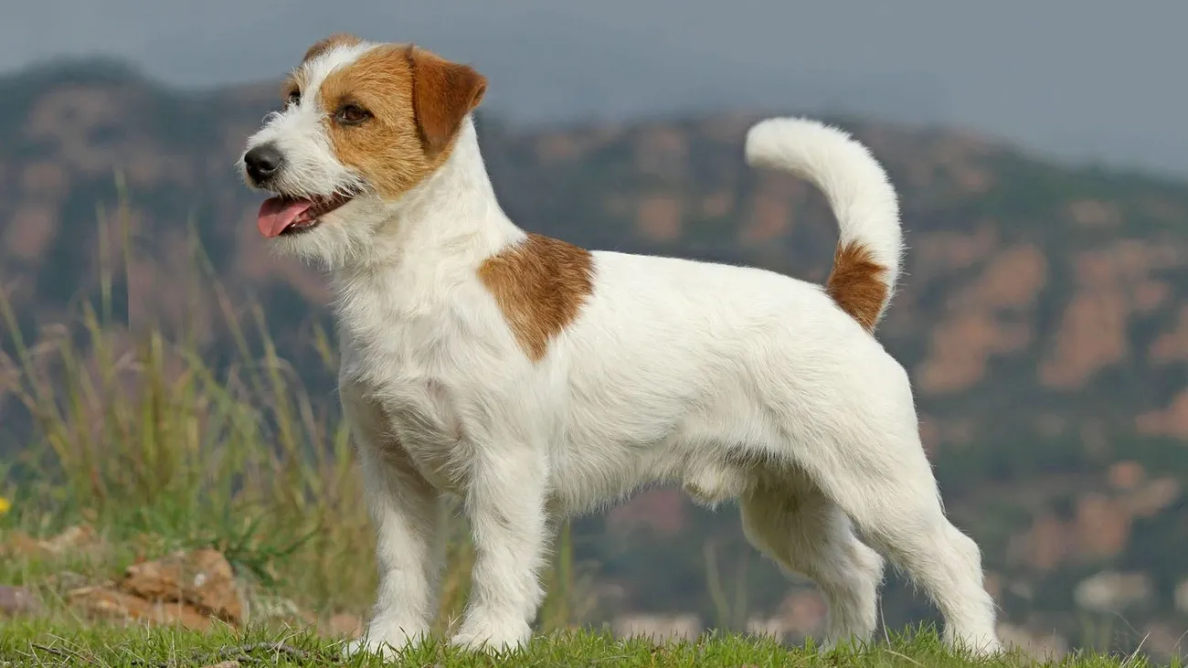 Jack Russell Terrier: traits, health, nutrition | Royal Canin AE