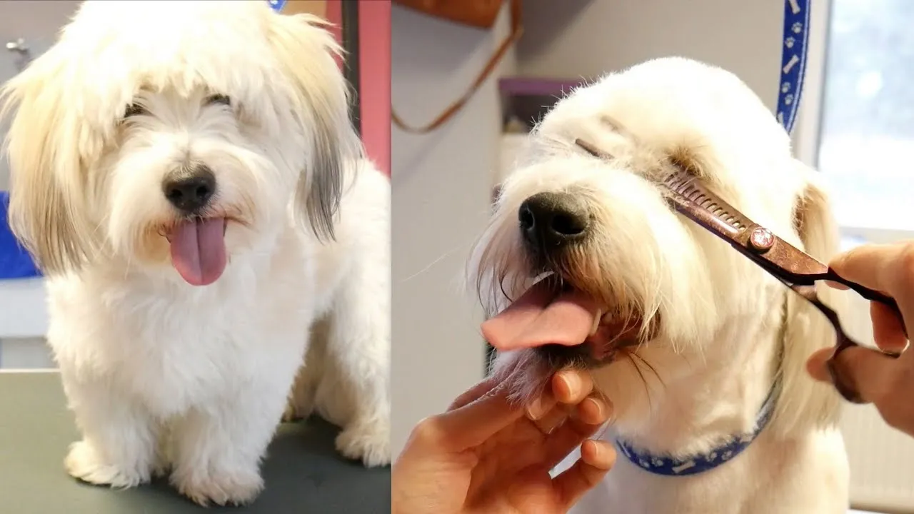 Two images of a fluffy white Coton de Tulear dog, one standing and one being groomed with thinning scissors.