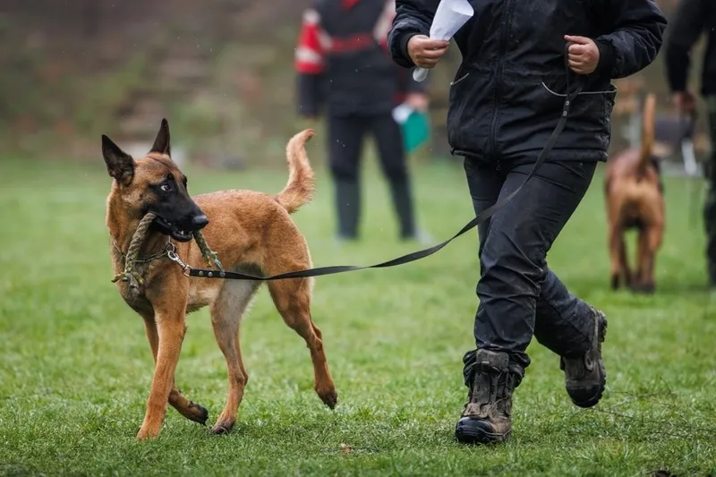 Belgian Malinois on a leash holding a rope toy during outdoor training with a person in black clothing.