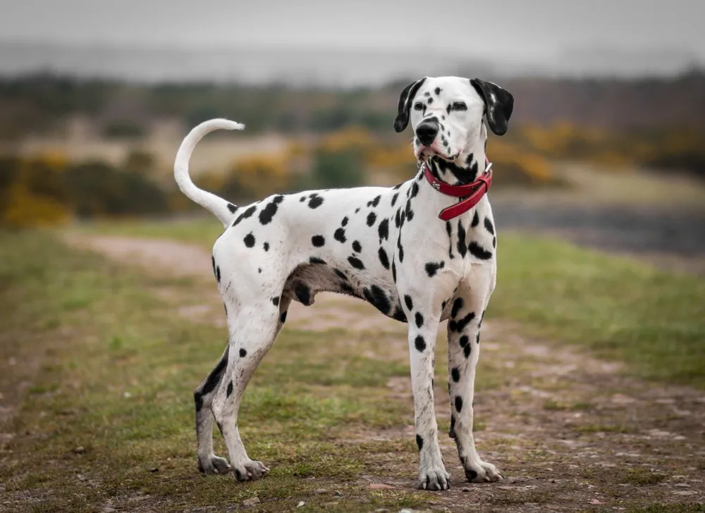 Dalmatian dog with distinctive black spots and a red collar standing on a dirt path in an outdoor setting.