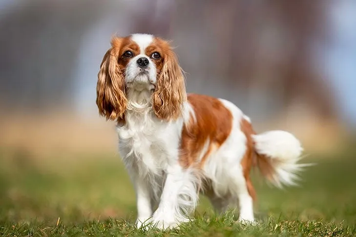 Cavalier King Charles Spaniel standing on grass with a blurred natural background, showing its long ears and silky coat.