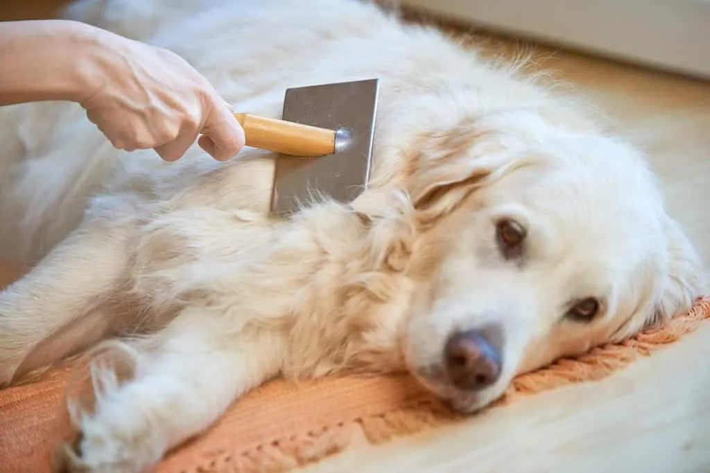 A person grooming a Golden Retriever with a slicker brush on a soft surface indoors.