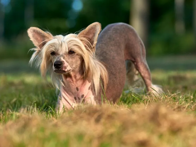 A Chinese Crested dog with sparse hair and spotted skin stands alert in a grassy outdoor setting.