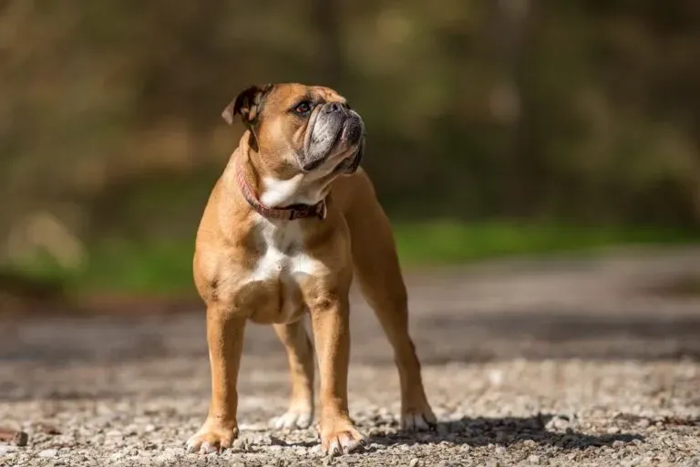 Continental Bulldog standing on a gravel path with a blurred natural background, looking alert and attentive.