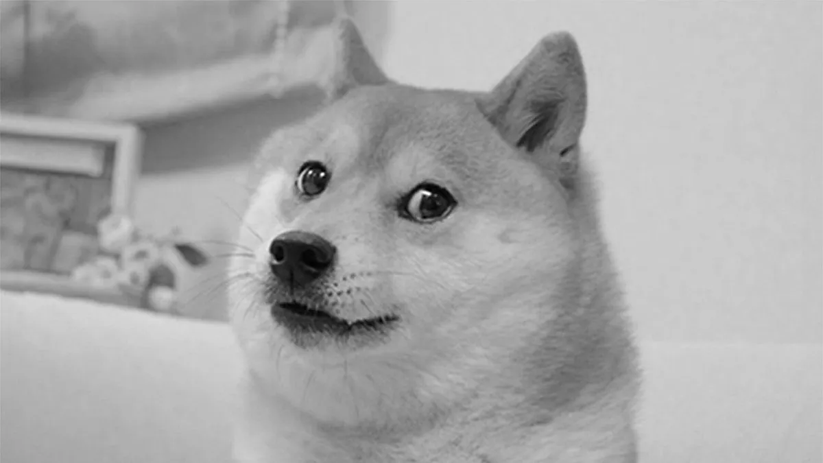 Close-up of a Shiba Inu dog with upright ears sitting indoors against a plain background.