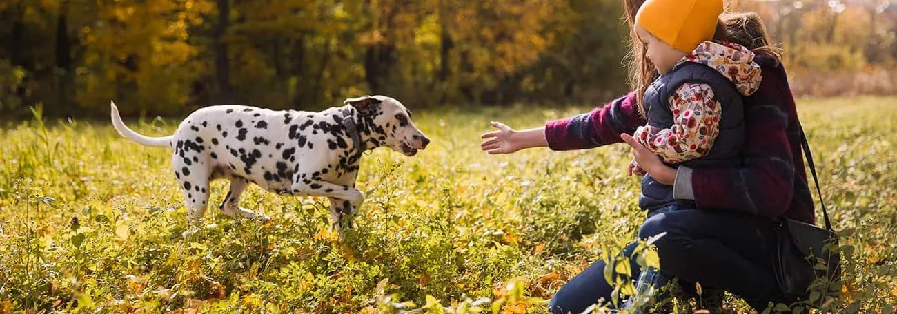 A Dalmatian dog approaches a woman holding a child in a sunlit autumn field with trees in the background.