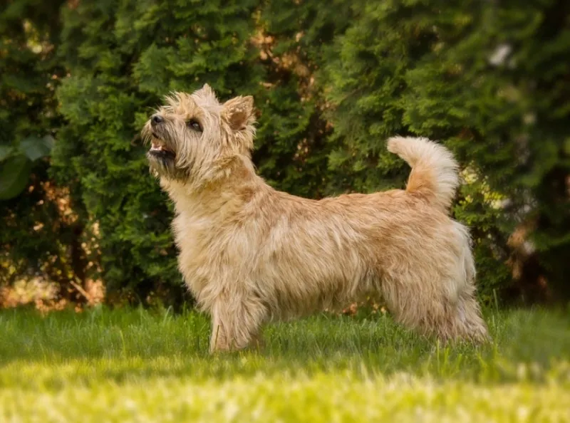 Light brown Cairn Terrier standing on grass with green bushes in the background looking upward.