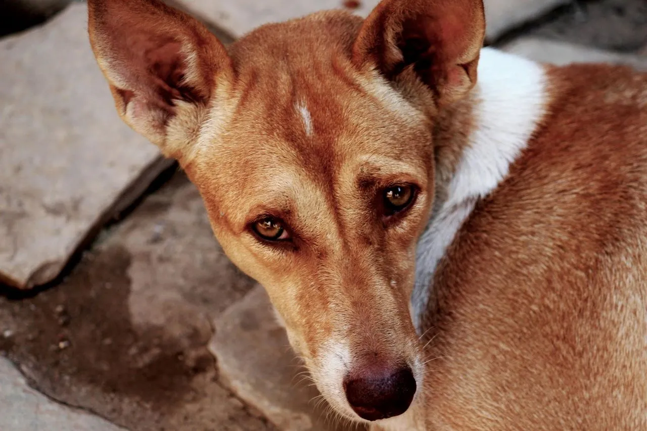 Close-up of an Indian Pariah Dog with tan and white fur looking intently at the camera.