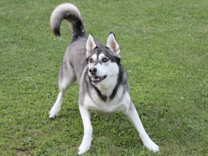 Alaskan Husky with gray and white fur standing on green grass in a playful stance with tail curled up.