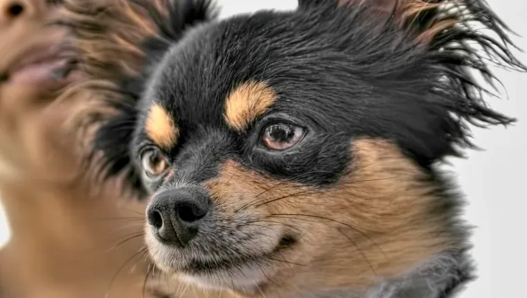 Close-up of an Affenhuahua dog with distinct wiry fur and expressive eyes against a plain background.