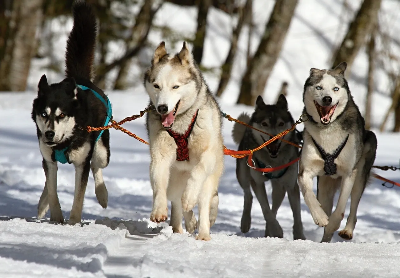 A team of sled dogs in harnesses pulling a sled across snowy terrain with trees in the background.