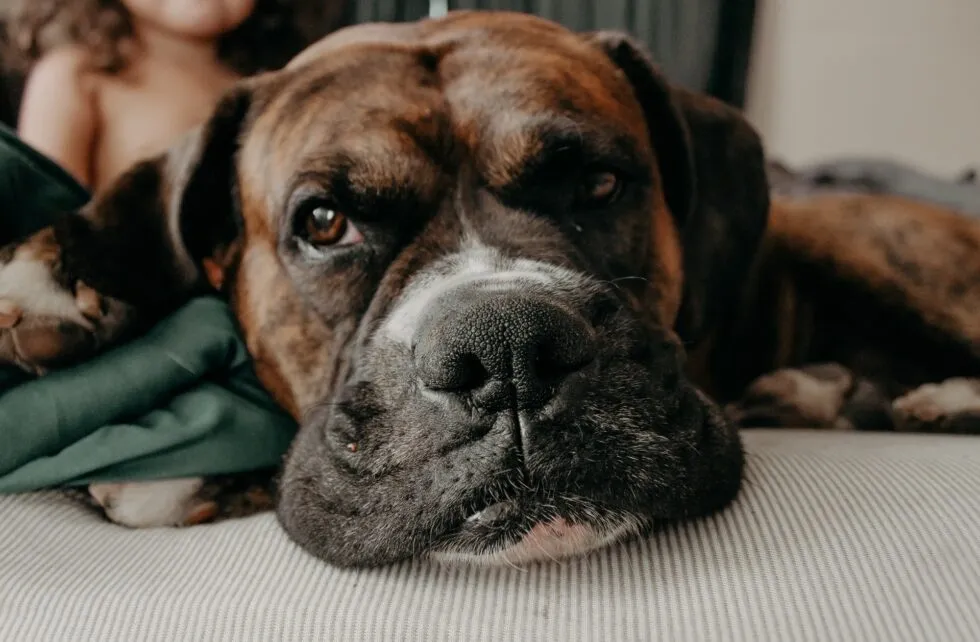 Close-up of a relaxed brindle Mastiff puppy lying on a bed with a person in the background.